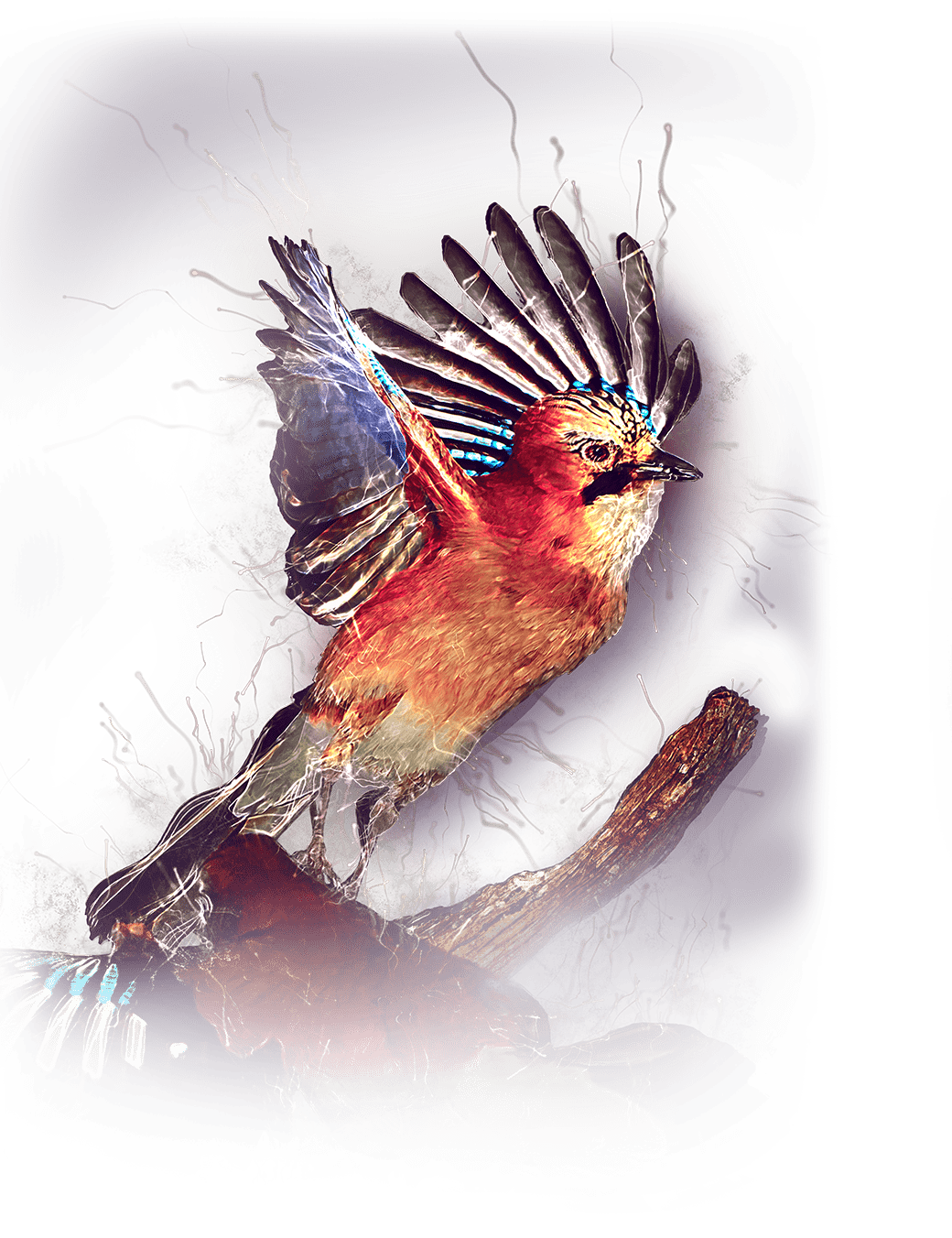 Footer image
