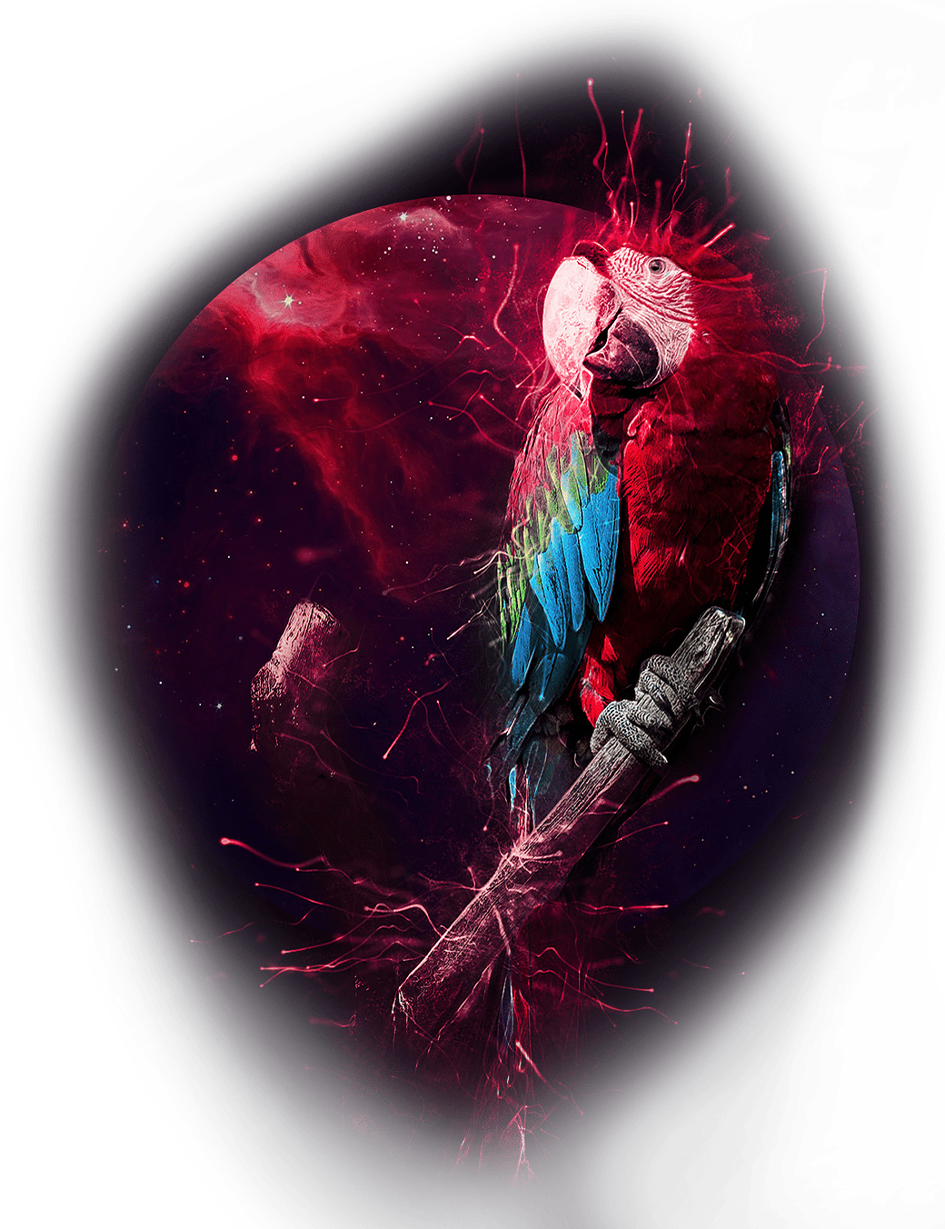 Parrot